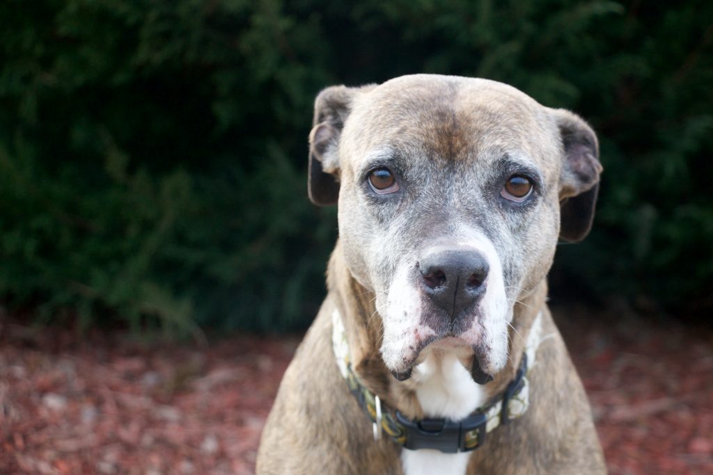 Do Cats Grieve For Dogs Do Cats Grieve For Dogs