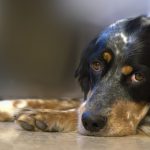 dog-kidney-disease-canna-pet