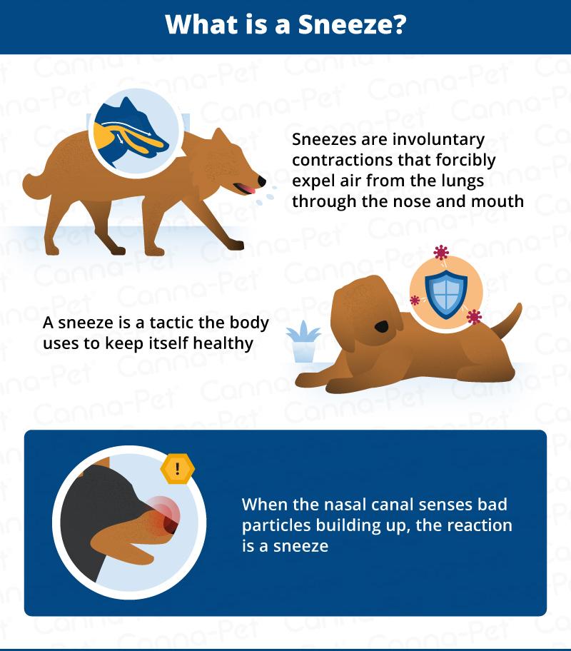 What is a dog sneeze?