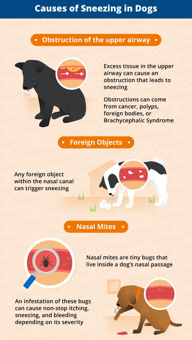 Causes of Sneezing in dogs