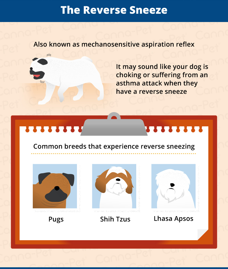 the reverse sneeze in dogs