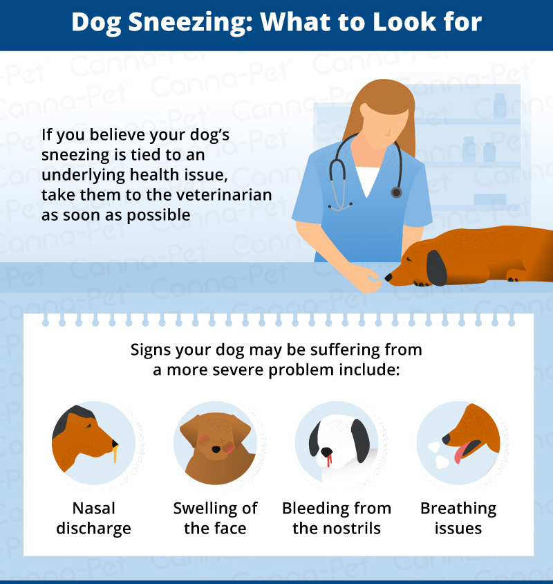 what to look for in dog sneezing