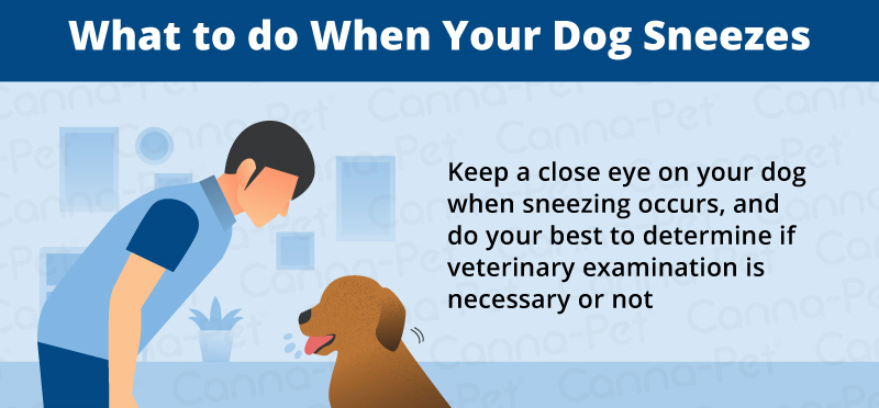 what to do when your dog sneezes