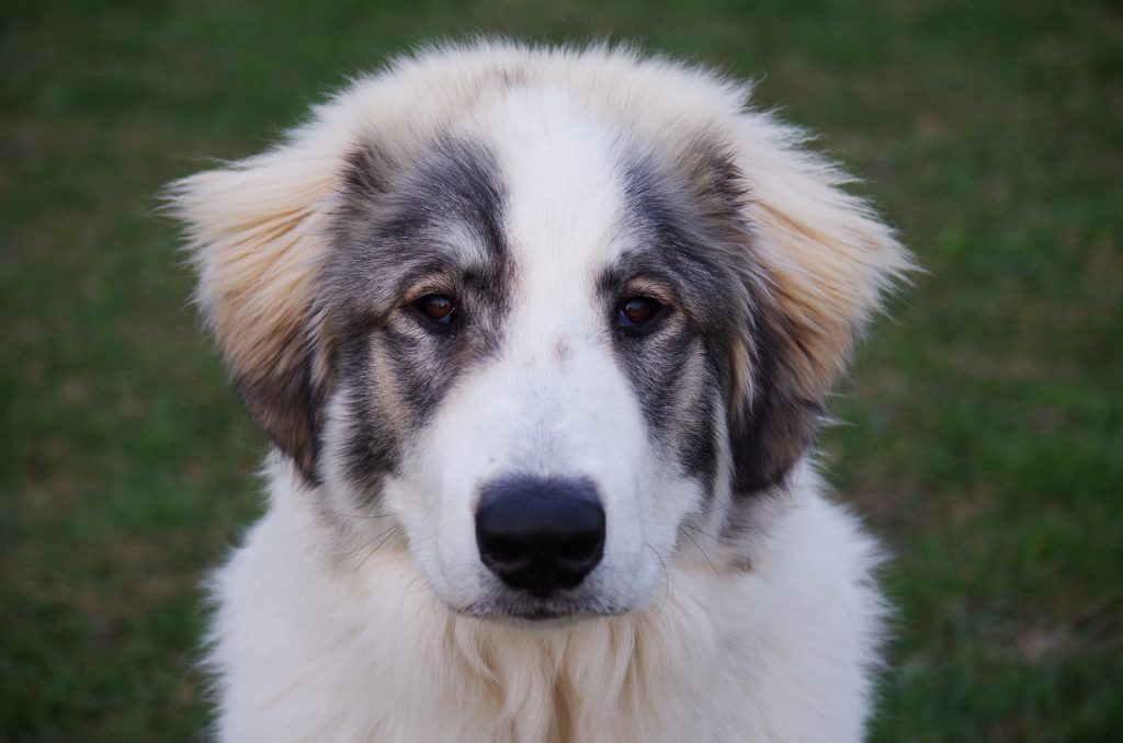 hemangiosarcoma in dogs hemangiosarcoma in dogs a helpful guide canna pet 174 hemangiosarcoma in dogs hemangiosarcoma in dogs a helpful guide canna pet 174