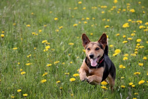 joint-pain-in-dogs-canna-pet