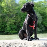 muscle-spasms-in-dogs-canna-pet