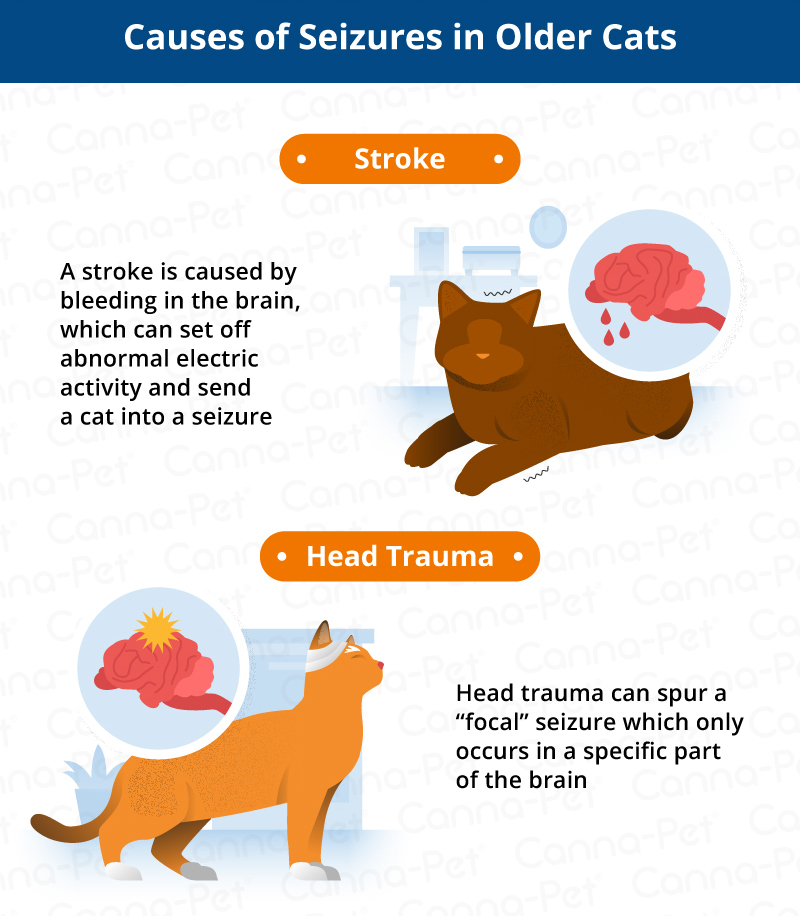 What Causes Seizures in Older Cats? CannaPet®