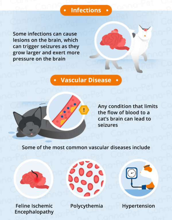 What Causes Seizures in Older Cats? | Canna-Pet®