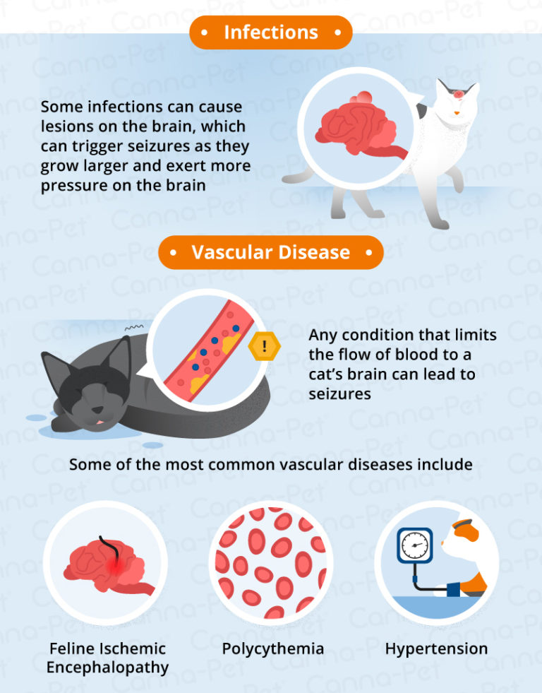 What Causes Seizures in Older Cats? CannaPet®