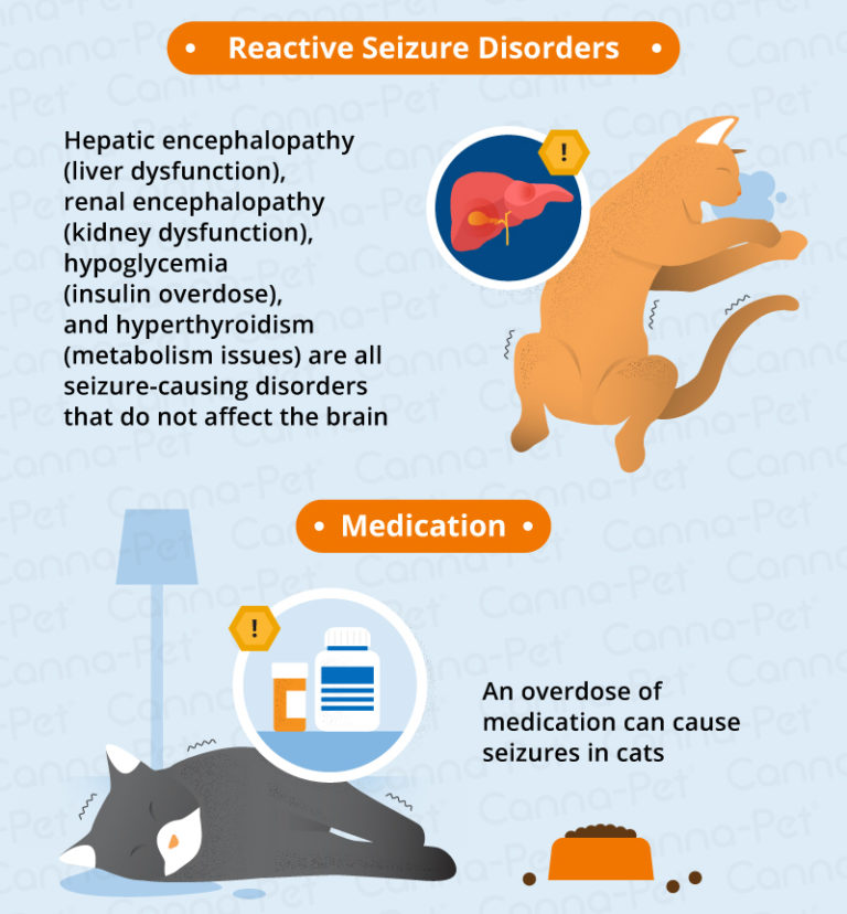What Causes Seizures in Older Cats? CannaPet®