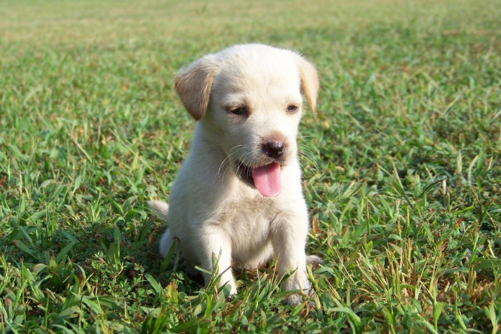 puppy-coughing-canna-pet