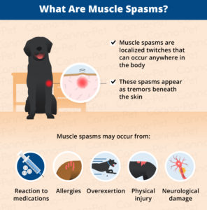 Muscle Spasms in Dogs | Canna-Pet®