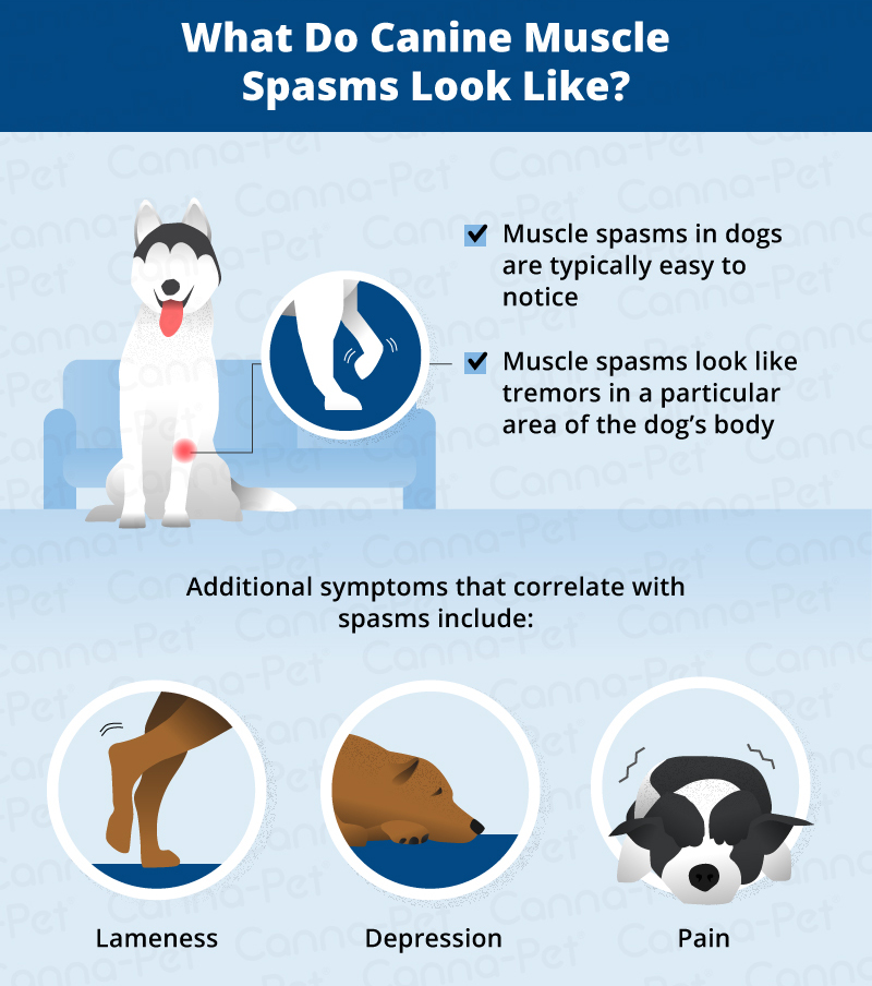 What do dog muscle spasms look like