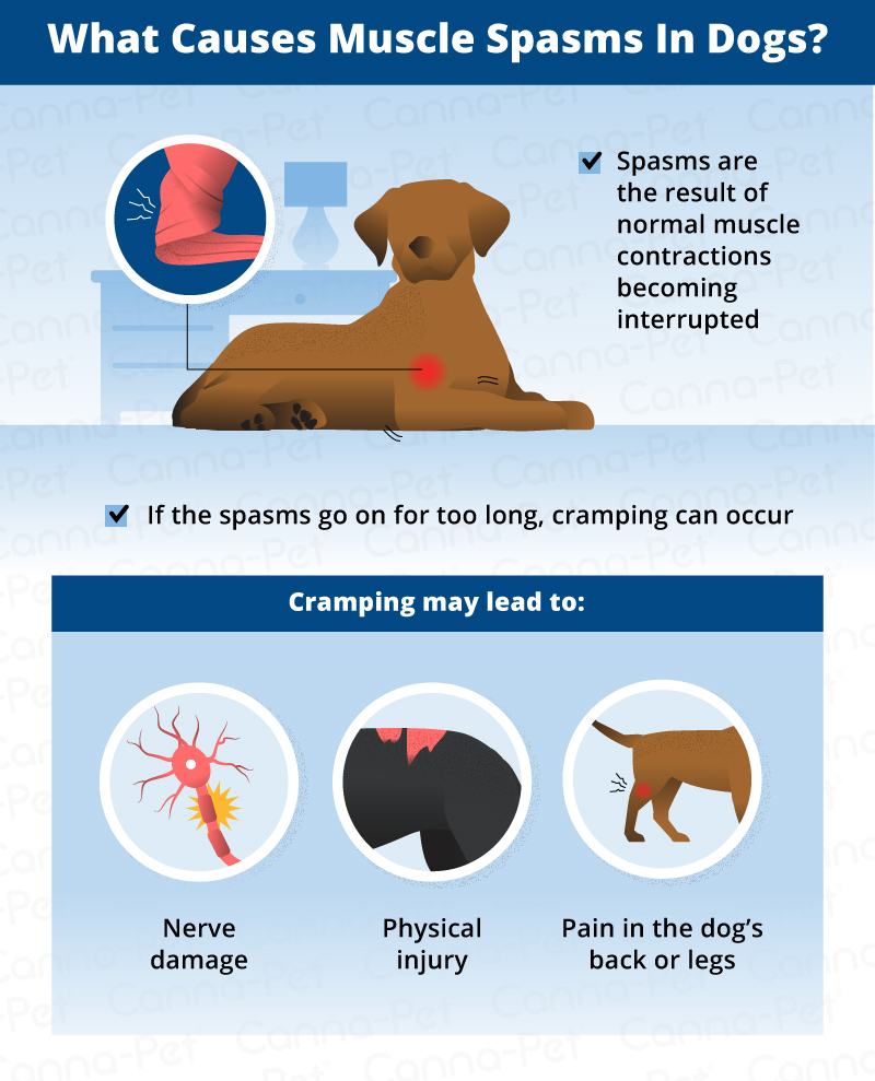 what causes muscle spasms in dogs