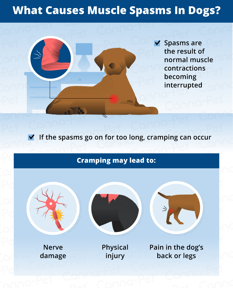 what are the symptoms of a pinched nerve in dogs