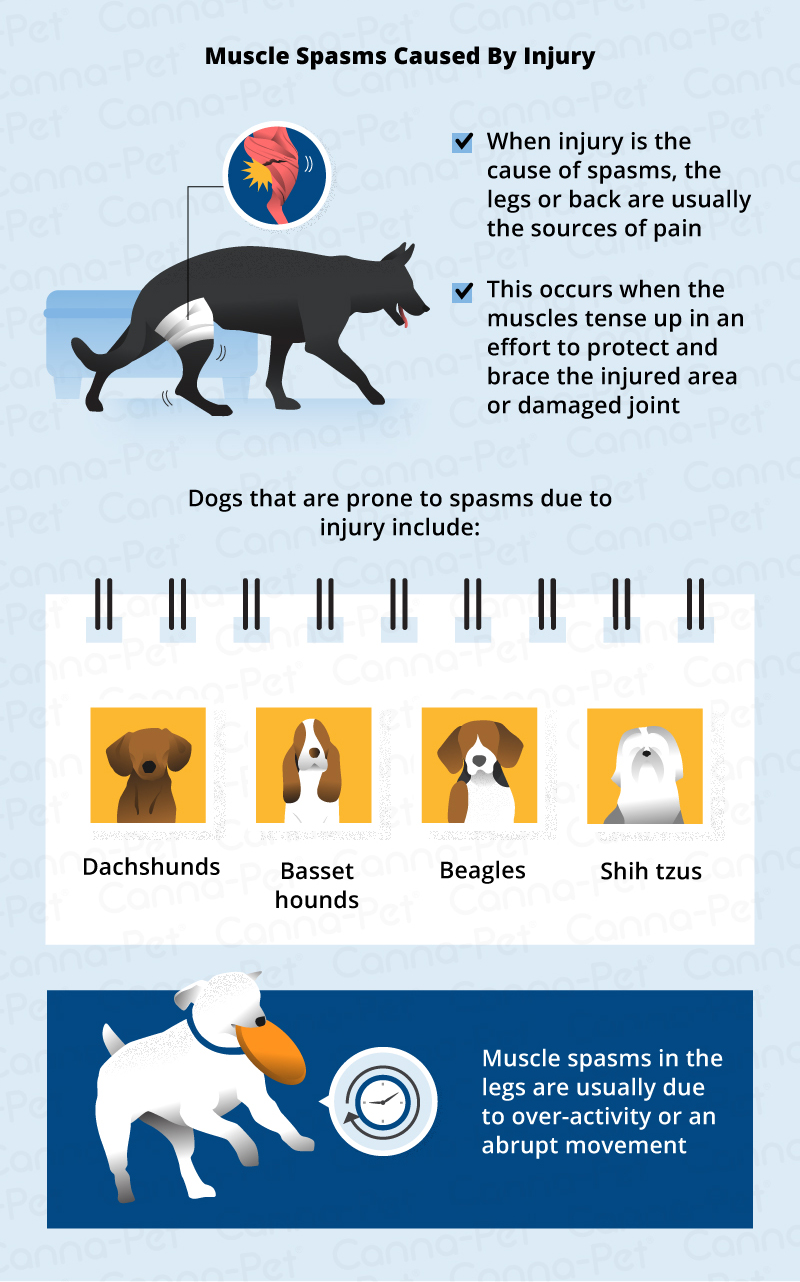 how do you tell if your dog has a pulled muscle