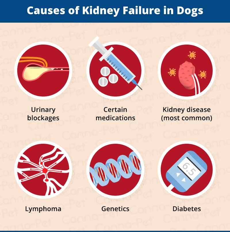 causes of kidney failure in dogs