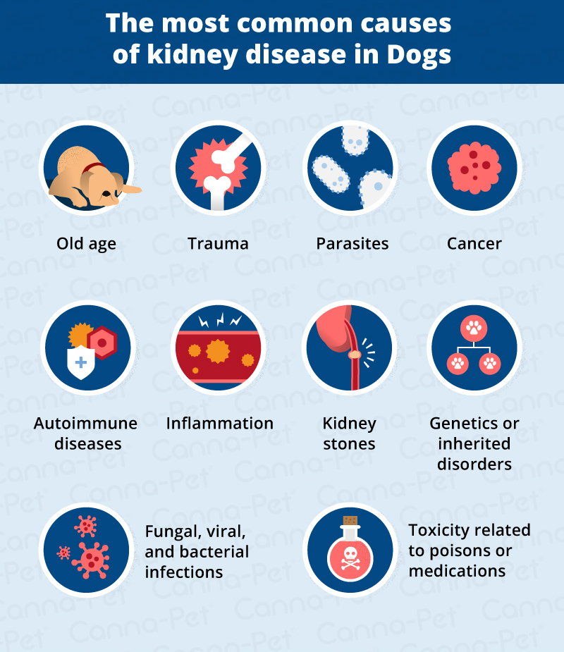 the most common causes of kidney disease in dogs