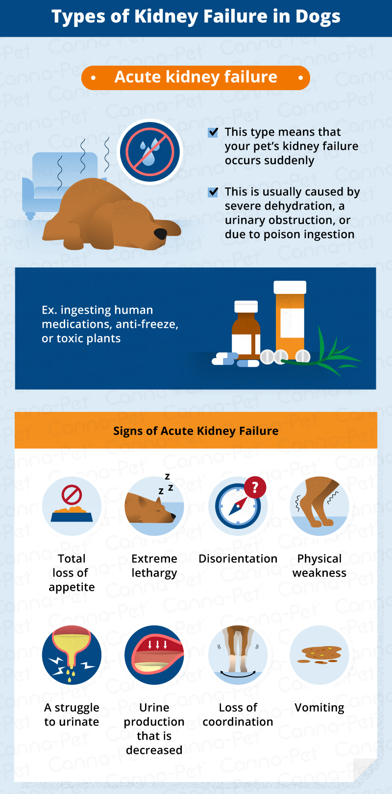 what causes kidney problems in dogs