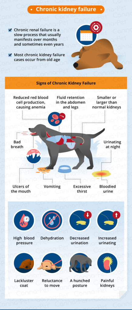 kidney-failure-in-dogs-signs-causes-canna-pet