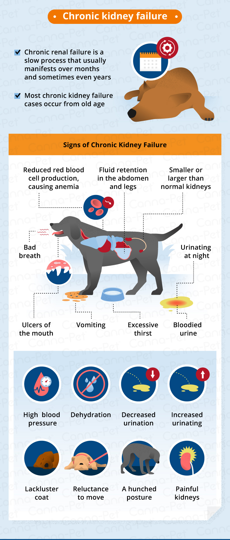 what-are-symptoms-of-kidney-failure-in-dogs