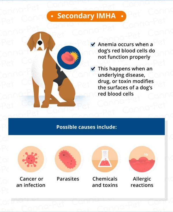 Immune Mediated Disease in Dogs | Canna-Pet®