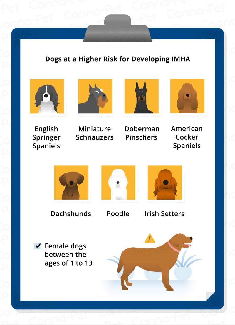 dogs at a higher risk for IMHA