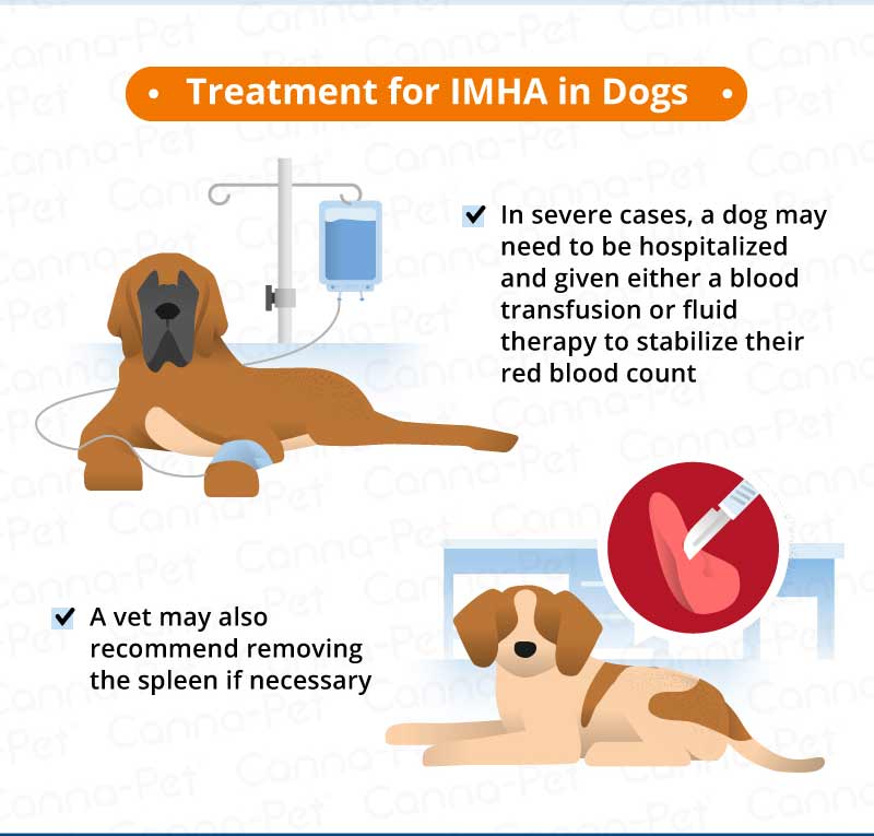 treatment for IMHA in dogs
