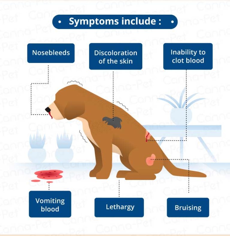 Immune Mediated Disease in Dogs | Canna-Pet®