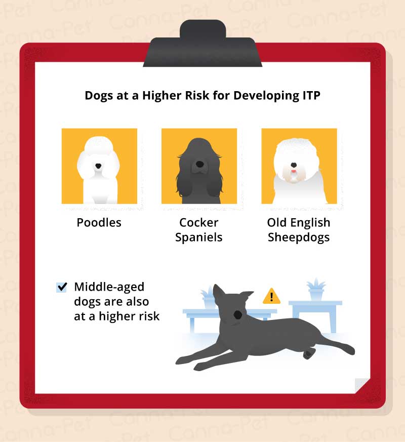 dogs at a higher risk for ITP
