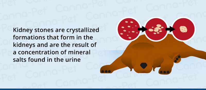 kidney stones are crystalized 
