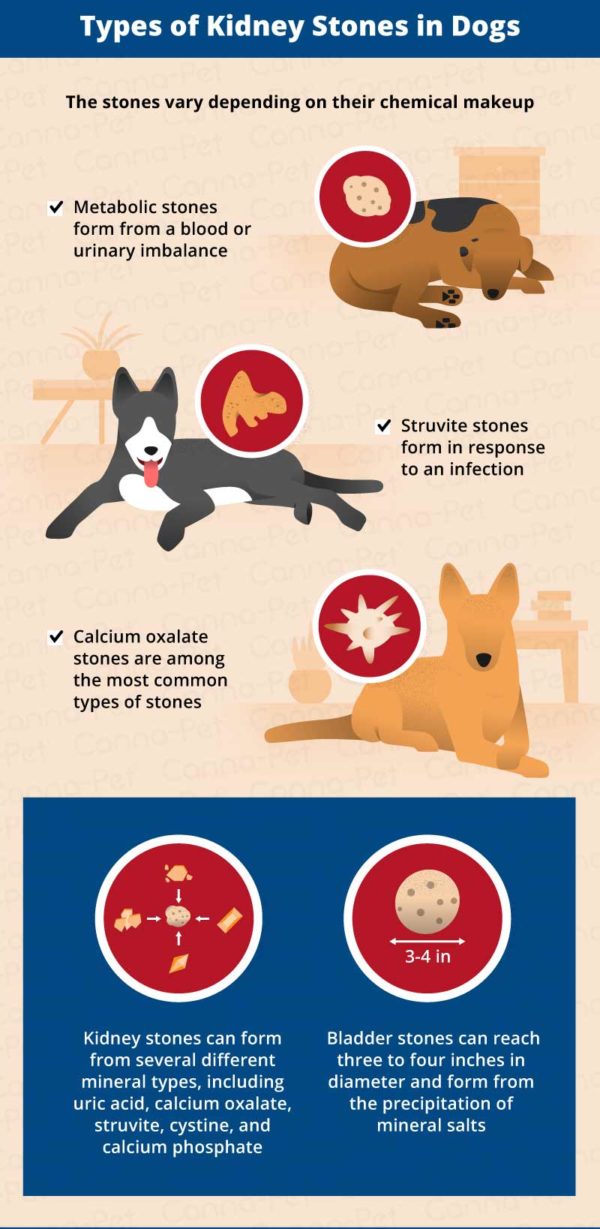 symptoms-of-kidney-stones-in-dogs-canna-pet