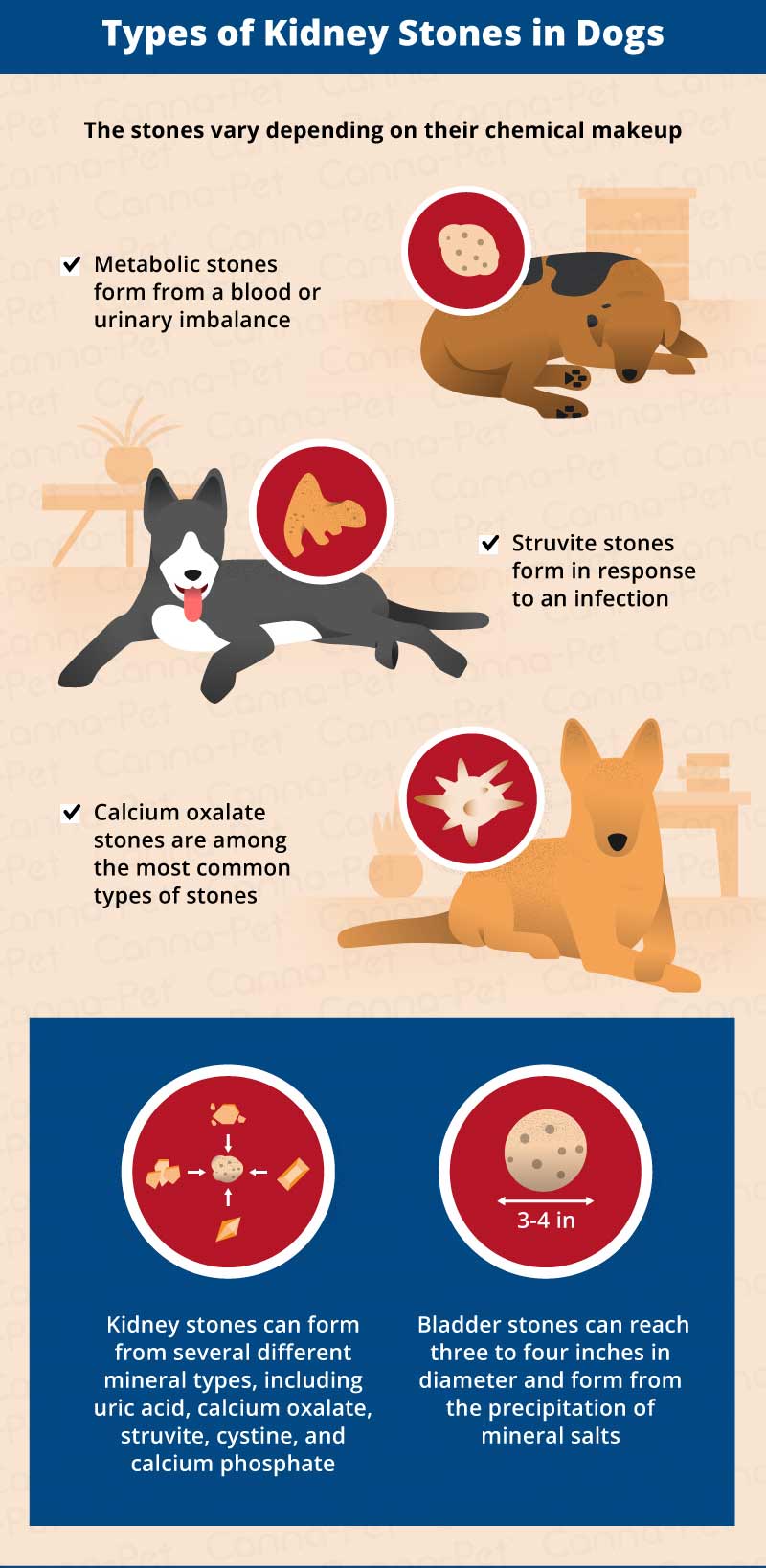 types of kidney stones in dogs