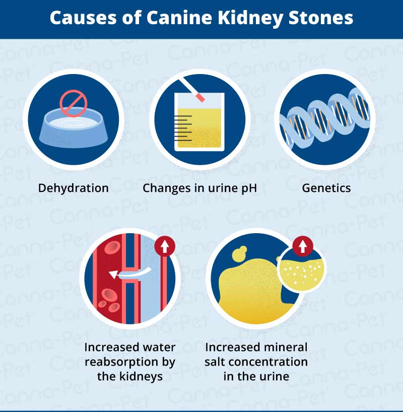 causes of canine kidney stones