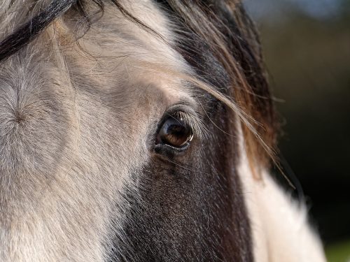anxiety-in-horses-canna-pet