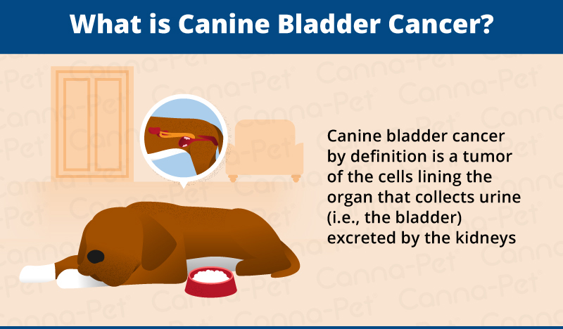 what is canine bladder cancer?