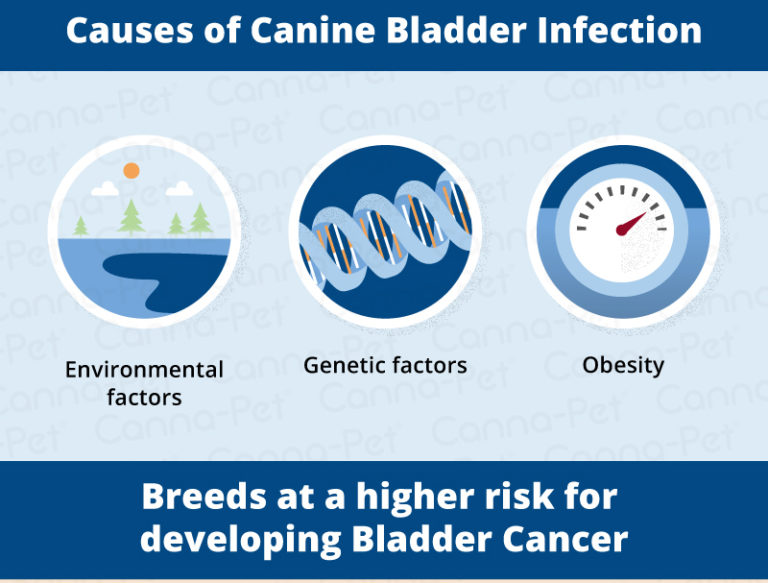 Bladder Cancer in Dogs CannaPet®