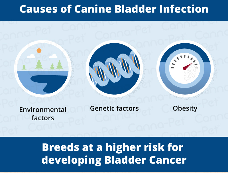 causes of caine bladder infection