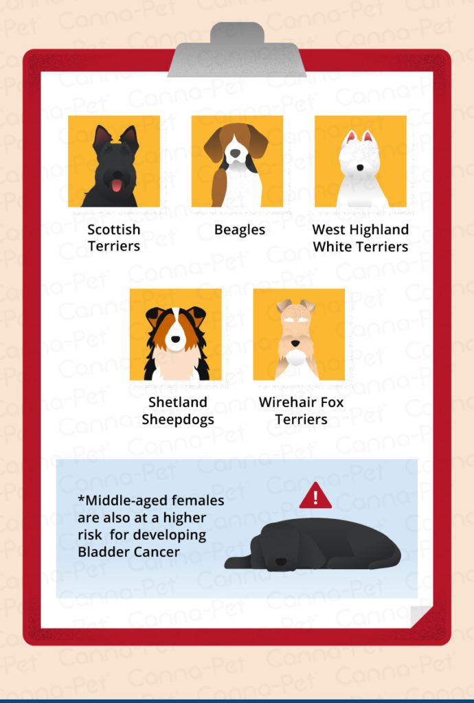 Bladder Cancer in Dogs CannaPet®
