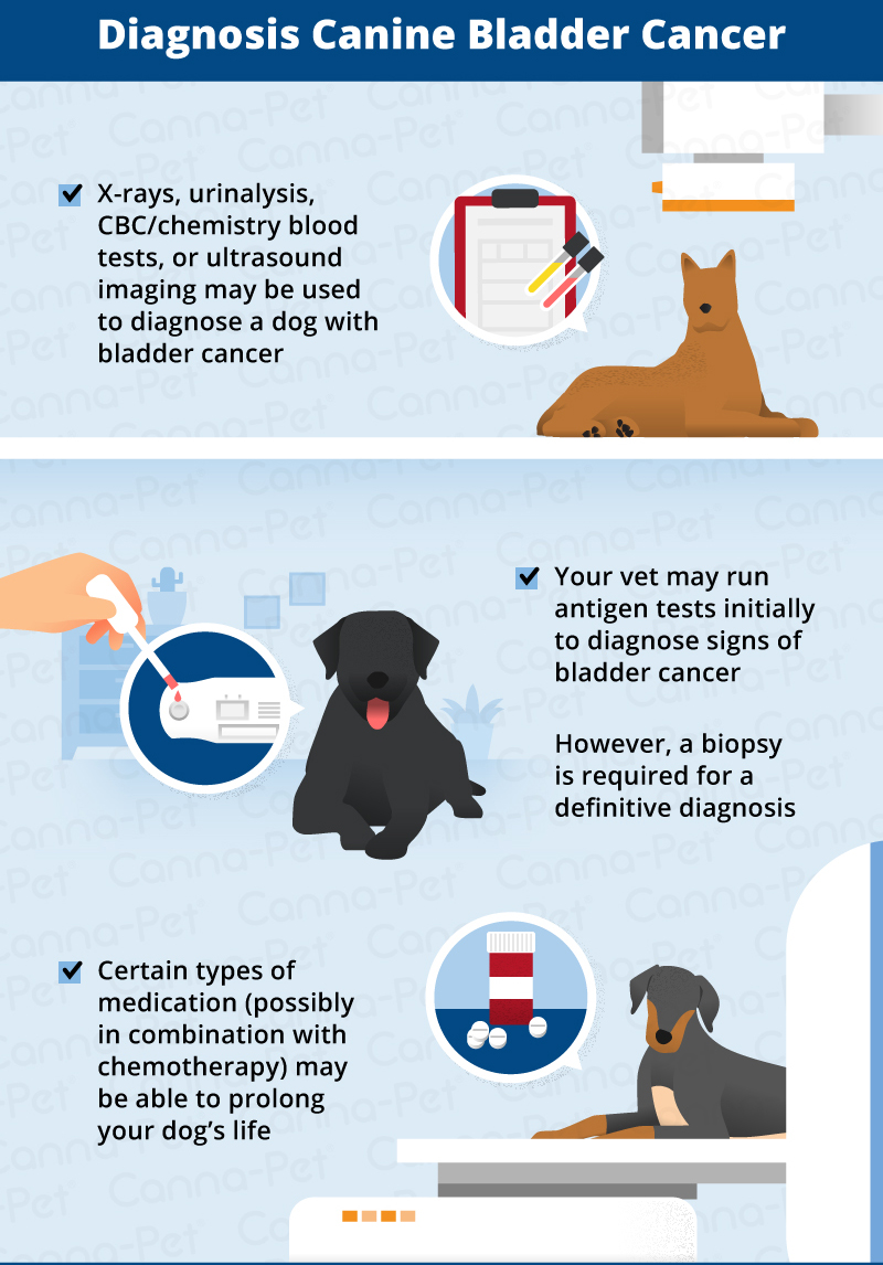 didgnosis of canine bladder cancer