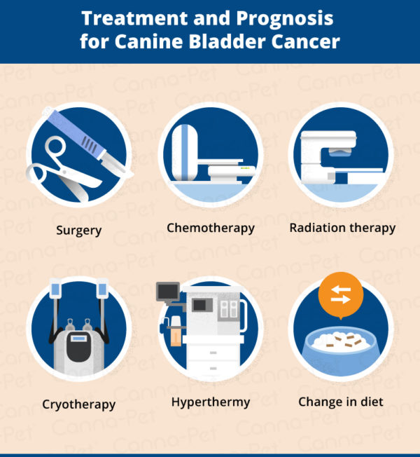Bladder Cancer in Dogs CannaPet®