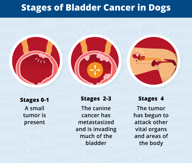 stages of bladder cancer in dogs