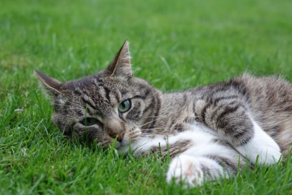 Understanding Cataracts in Cats | Canna-Pet®