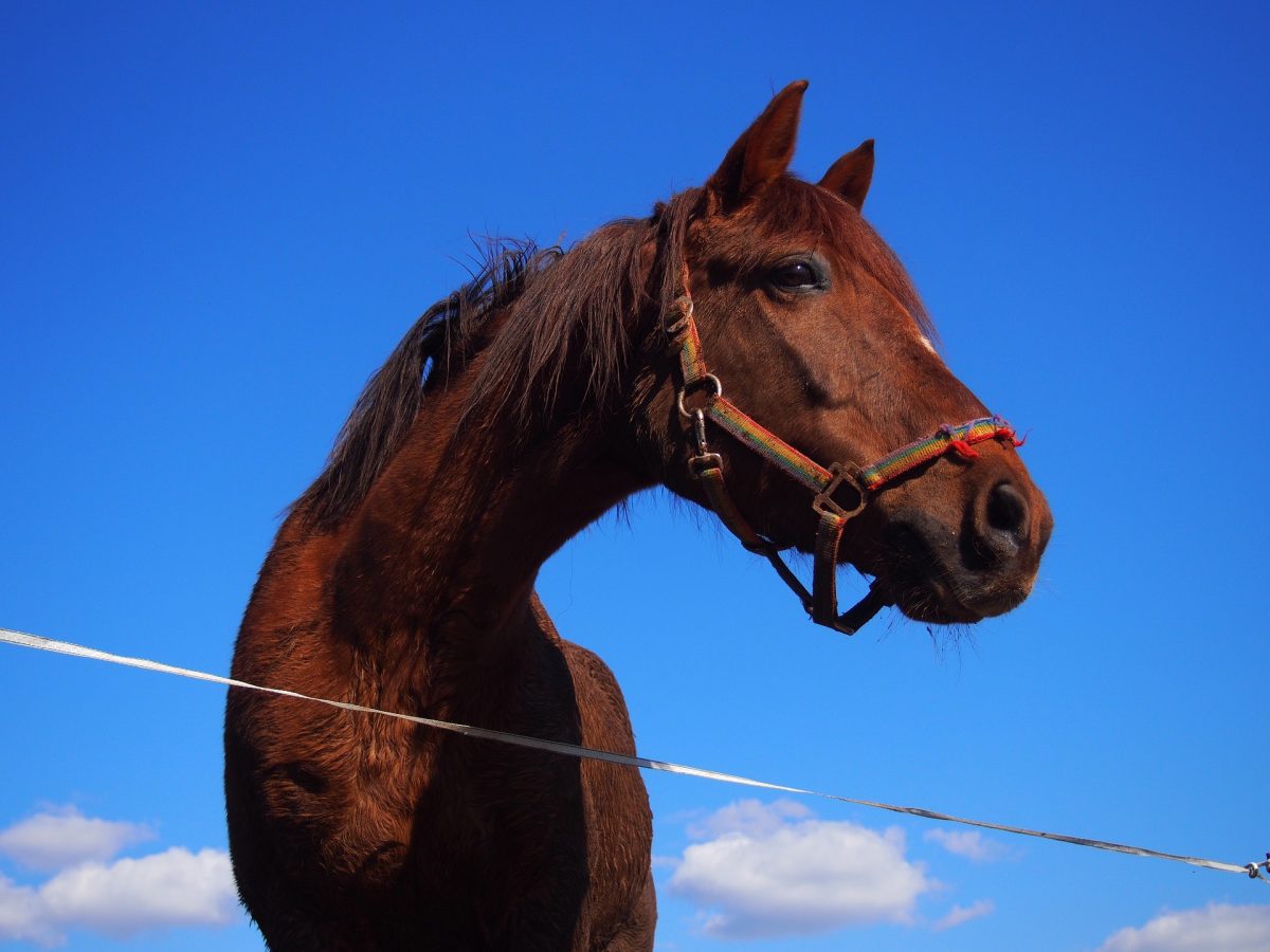 causes-of-laminitis-in-horses-canna-pet