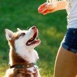 easiest-dog-breeds-to-train-canna-pet