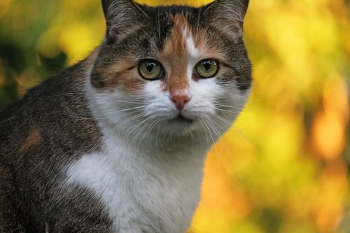 feline-cataracts-canna-pet