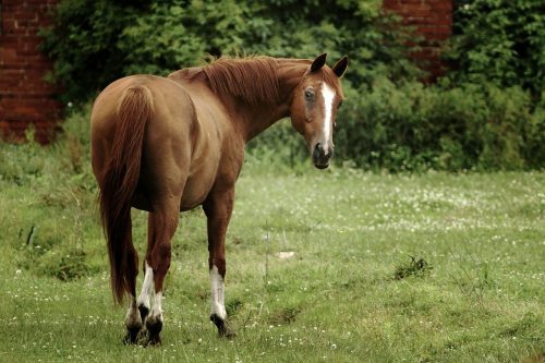 horse-colic-treatment-canna-pet