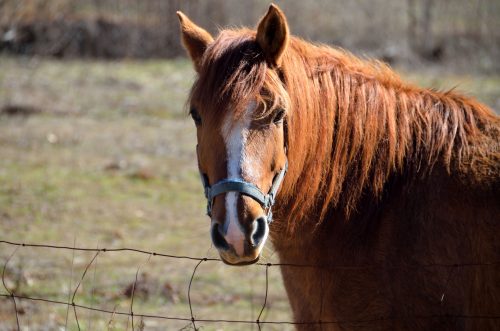 horse-laminitis-causes-canna-pet