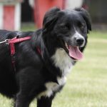 how-to-stop-dog-from-pulling-on-leash-canna-pet