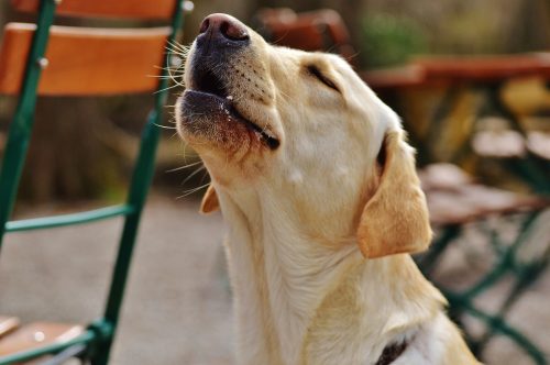 how-to-teach-dog-not-to-bark-canna-pet